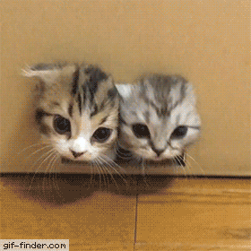 Fluffy-Kittens.gif