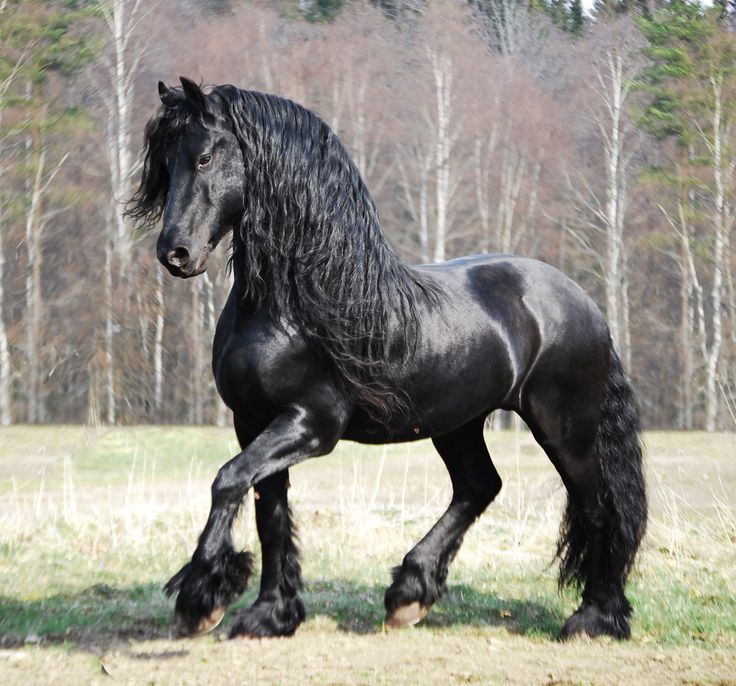 Friesian-Horse.jpg