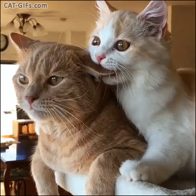 Funny-Cat-GIF-Crazy-Kitty-chewing-Moms-e