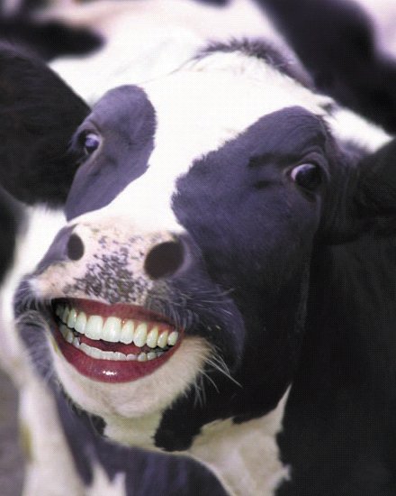 Funny-Cow-Smiling-With-Humans-Teeth.jpg