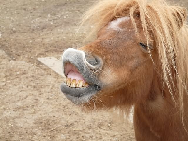 Funny-Horse-Ponny-Teeth-Face-Picture.jpg