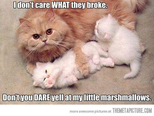 Funny-cats.jpg