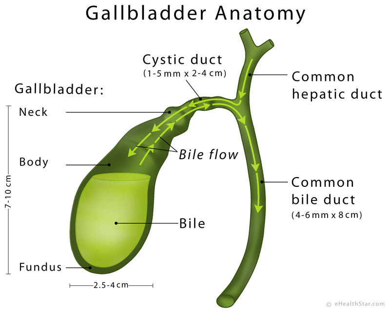 Gallbladder-Anatomy-15.jpg