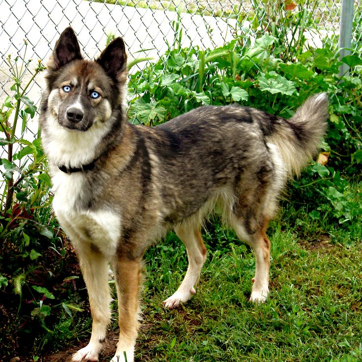 German-Shepherd-Husky-Mix.jpg