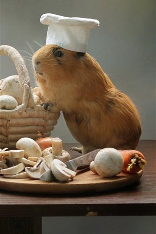 Guinea-pigs-cooks-mushrooms-pan-funny-an