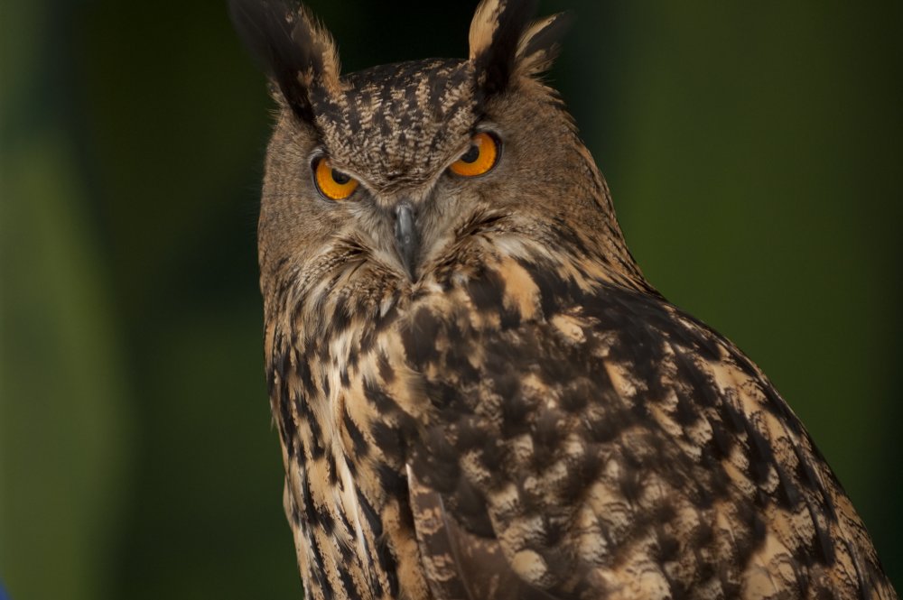 Image result for eurasian eagle owl