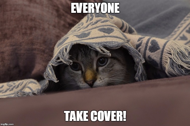 Hiding-cat-meme-edited.jpg