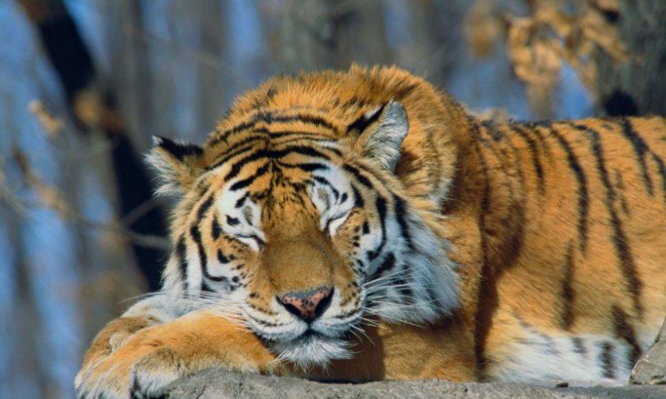 How-To-Do-The-Sleeping-Tiger-733x440.jpg