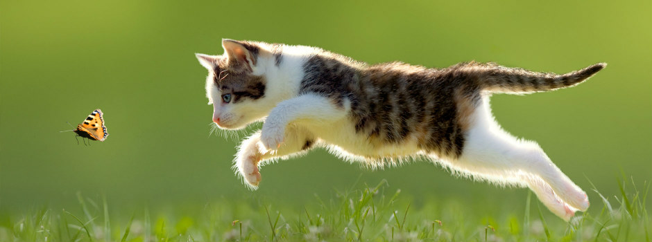 How-old-is-my-cat-in-human-years_0af22fe