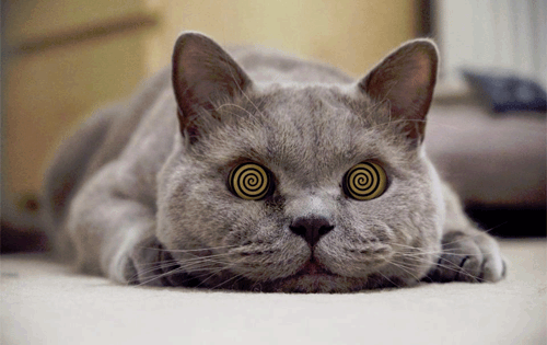 Hypnocat-500x315.gif