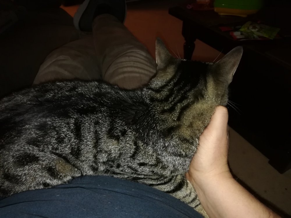 IMG_20181110_165300_zpsti0sssec.jpg