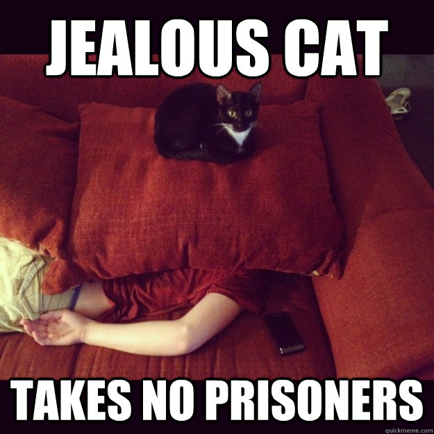 Jealous-cat.jpg