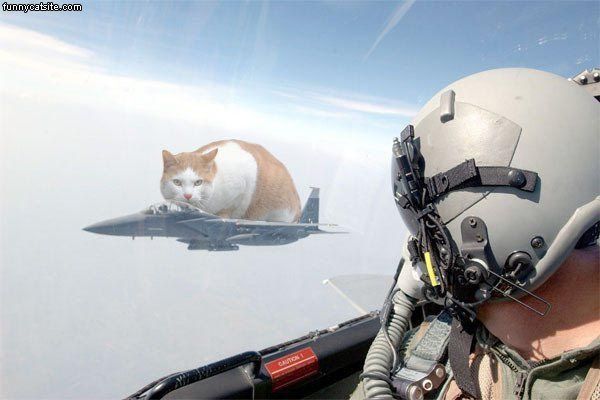 Jet_Fighter_Cat.jpg