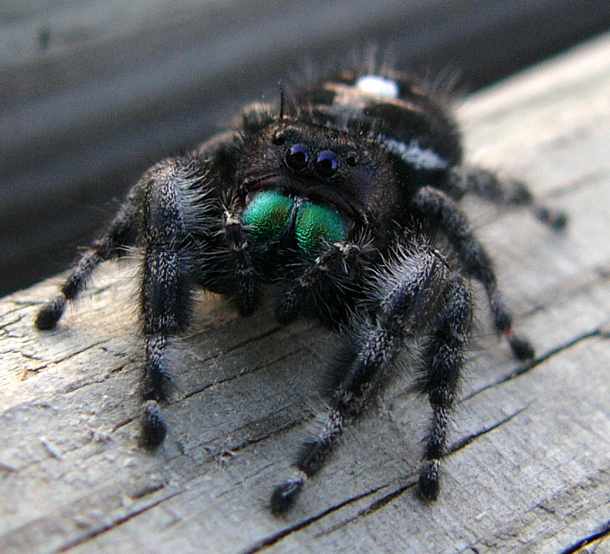 Jumping_Spider.jpg