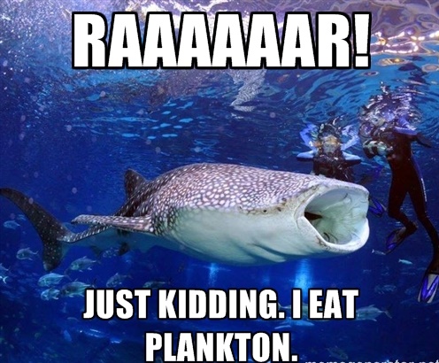 Just-Kidding-I-Eat-Plankton-Funny-Shark-