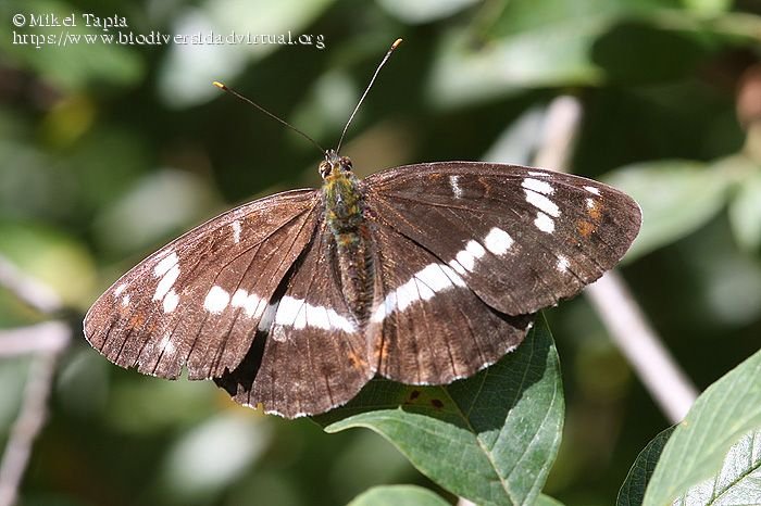 Limenitis-camilla-497675.jpg