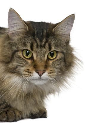 Image result for maine coon