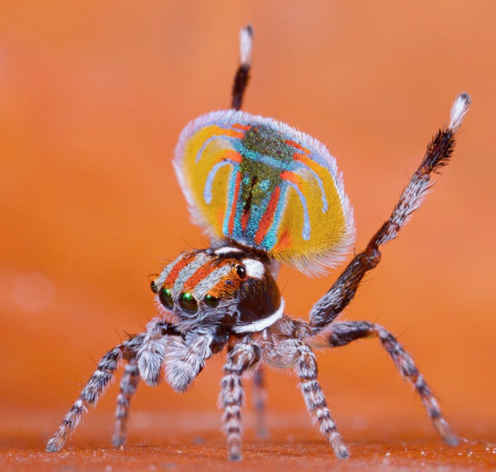 Maratus_volans_F5583.jpg