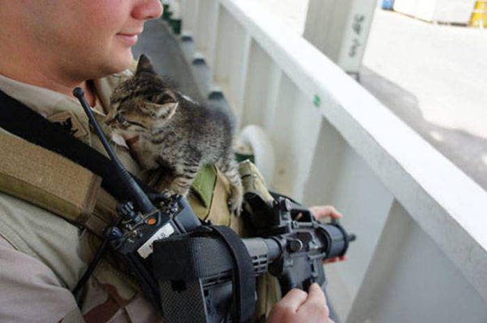 Military-Cats-20.jpg