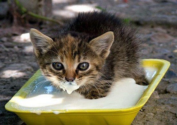 Milk_Cat_6.jpg