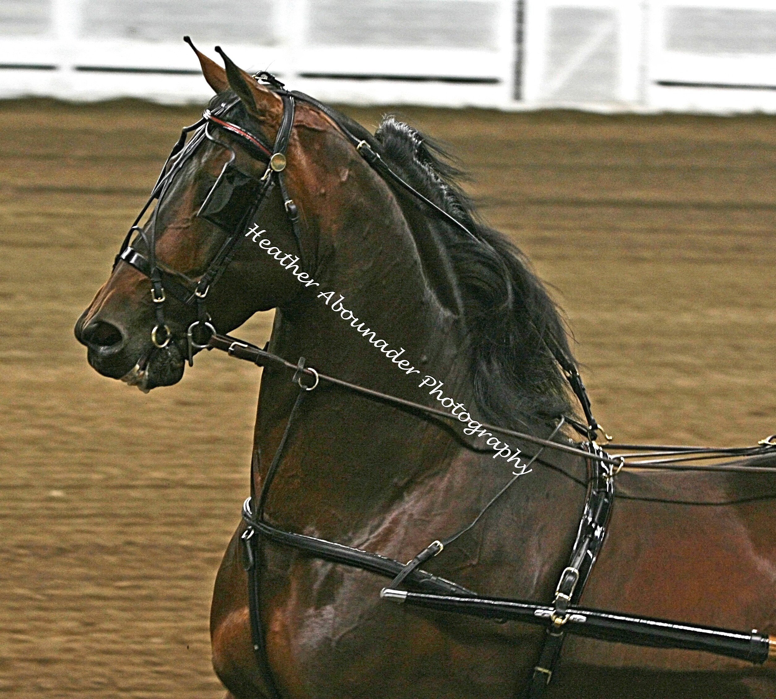 Morgan_Horse_(2788561338).jpg