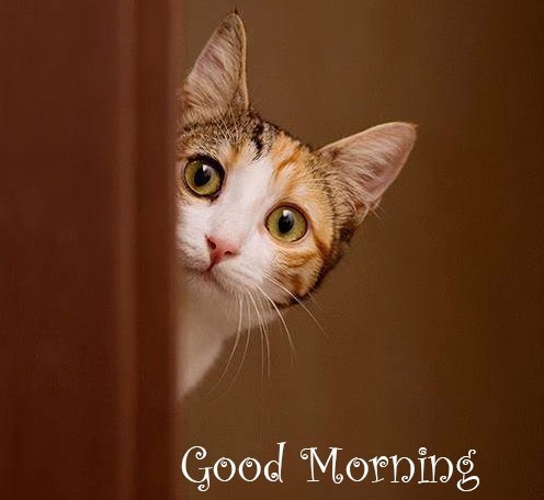 Morning-Cat-Image-wg16522.jpg