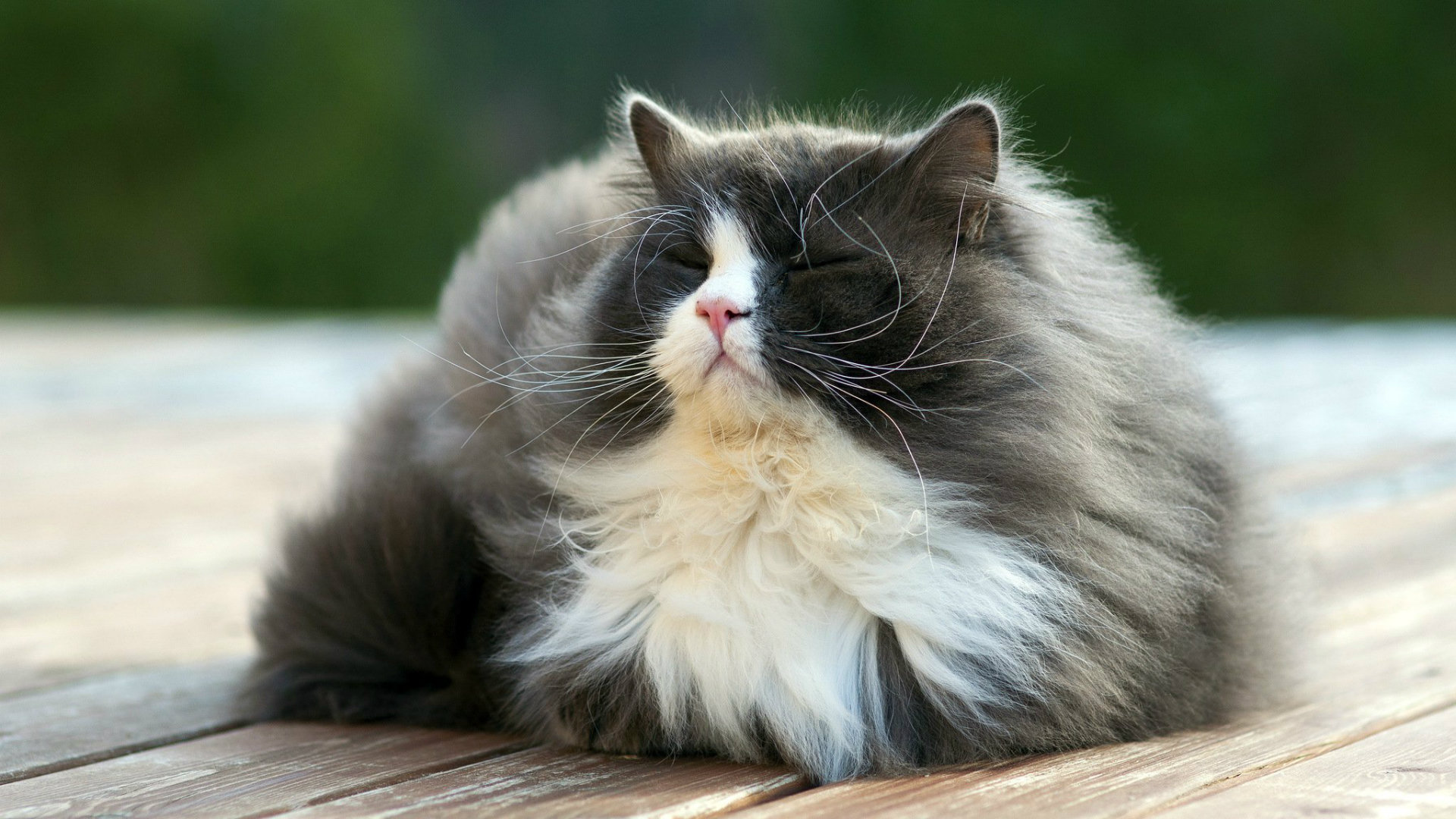 Most-Beautiful-Sleeping-Cat-HD-Wallpaper
