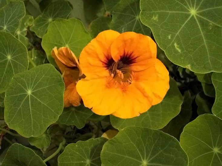 Nasturtium-Tropaeolum.jpg