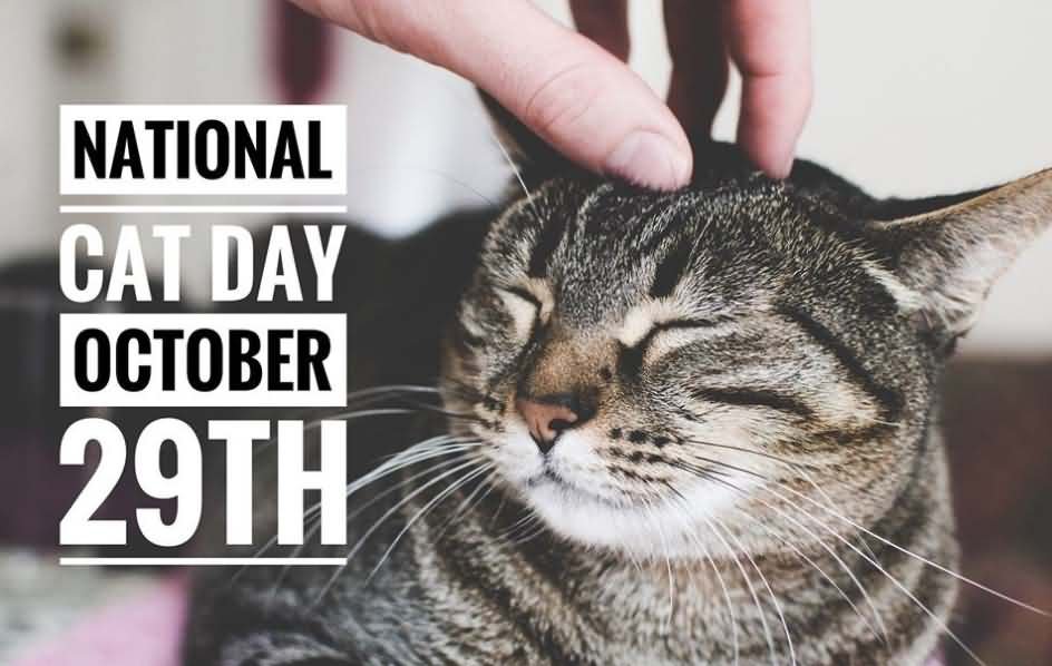 National-Cat-Day-October-29th-Cute-Cat-P