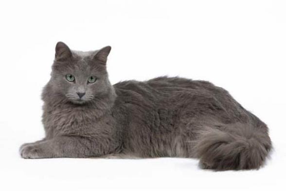 Nebelung_4.jpg