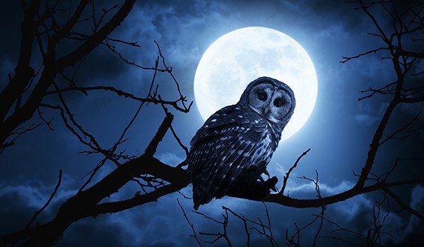 Night-owl-iStock-471848717.jpg