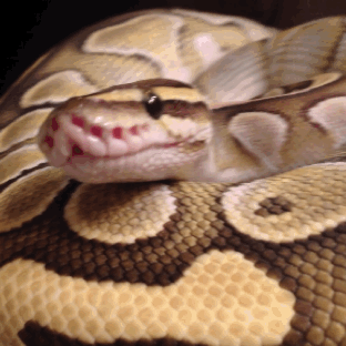 NkC0QEo.gif