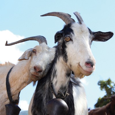 OAU10-53_pair_of_goats_2014-updated-imag