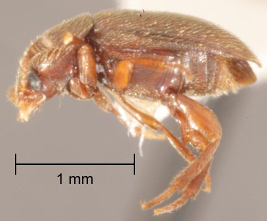 Colon longitorsum Peck & Stephan - Colon longitorsum