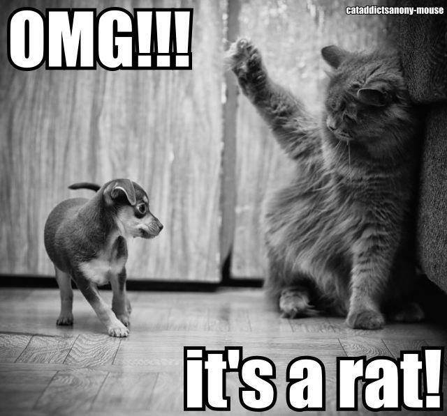 OMG-Its-a-rat-cat-meme.jpg