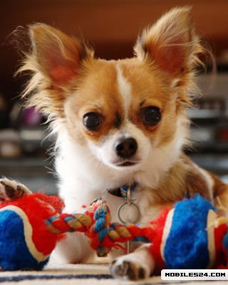 Chihuahua Free 320x400 Wallpaper download - Download Free ...