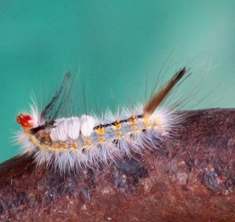 Caterpillar - Orgyia detrita