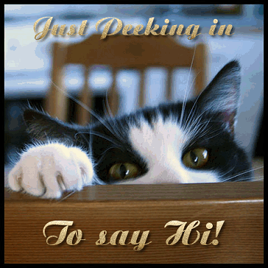 Peeking-cat-says-hi.gif