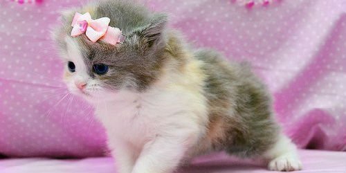 Perfect-names-for-a-girl-cat-1.jpg