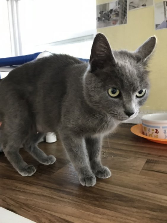 PHOEBE (F) - Southport-Oak Island Animal Rescue
