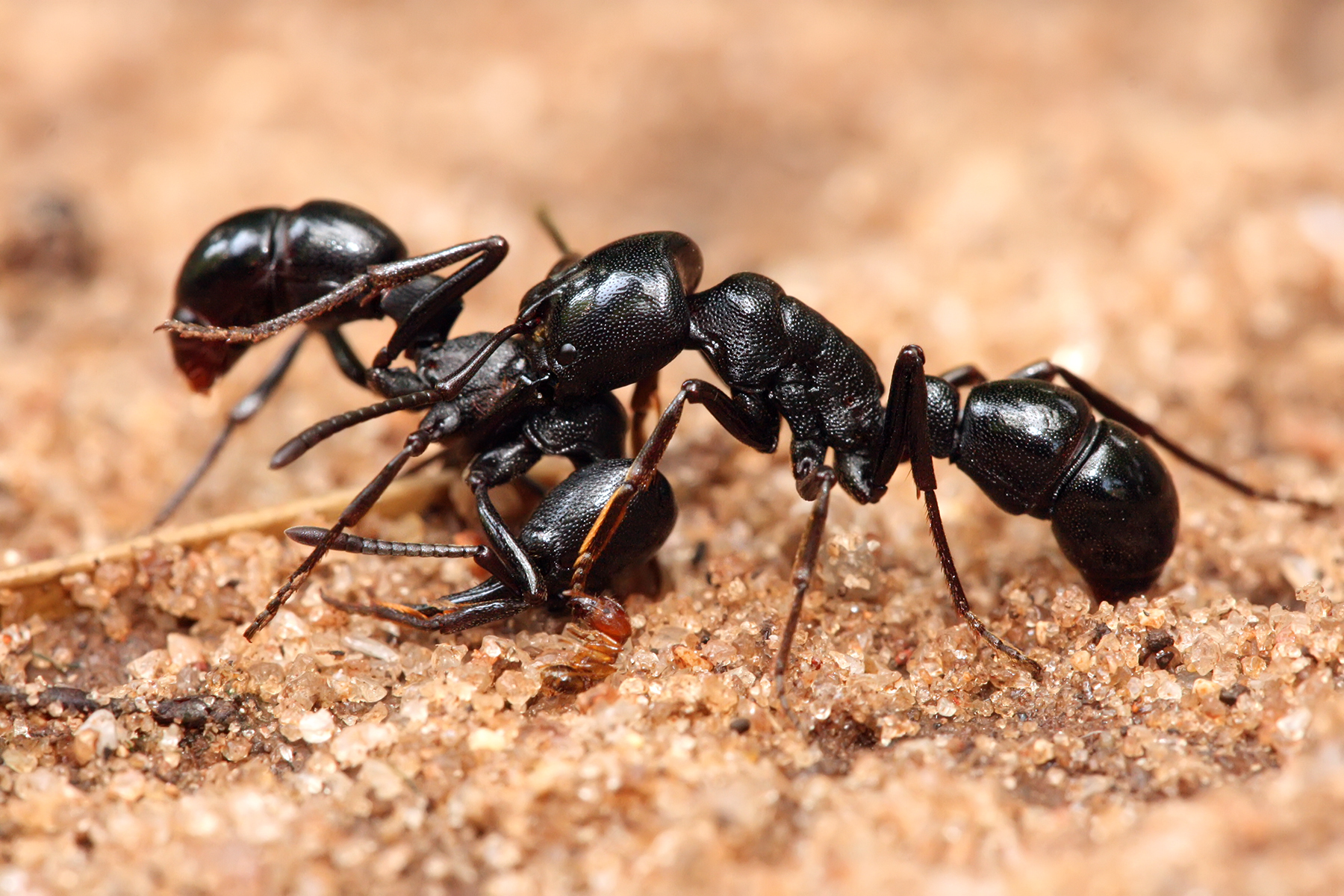 Plectroctena_sp_ants.jpg