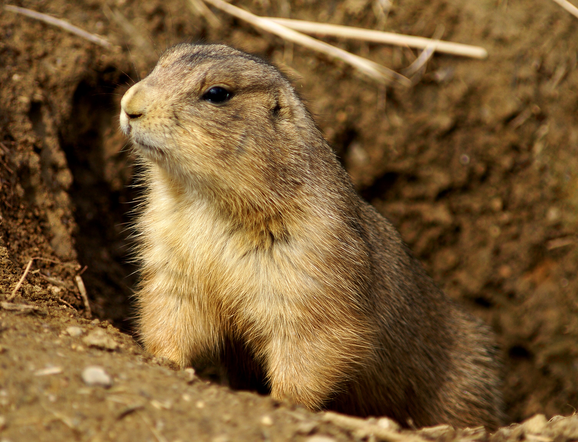 Prairie_Dog_Washington_DC_1.jpg