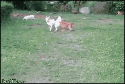 Puppy-Fail-To-Catch-Dog-Funny-Gif-Pictur