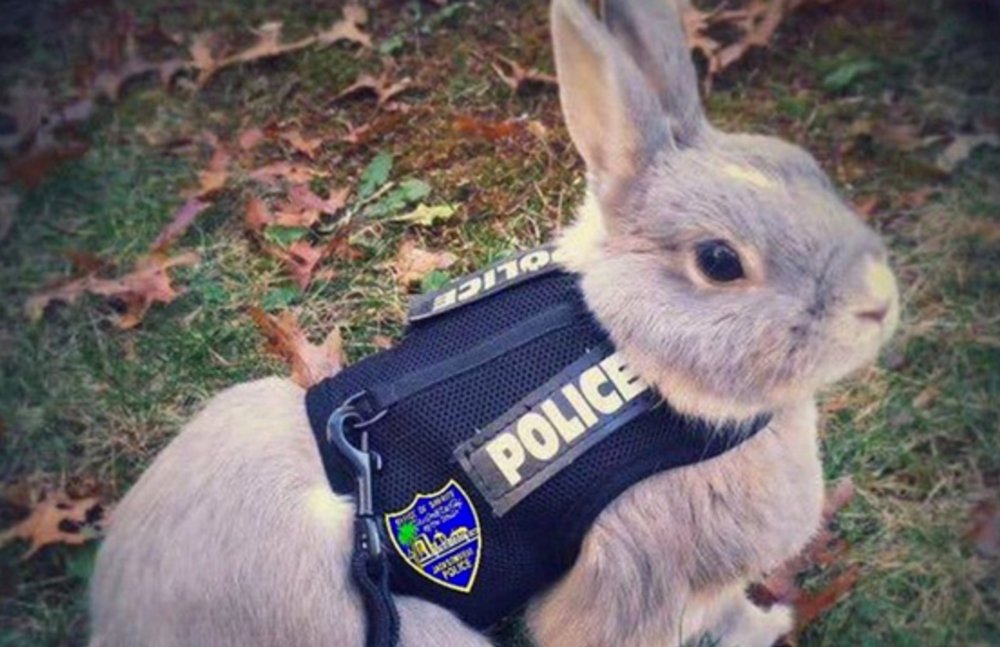 Real-Life-Judy-Hopps.jpg