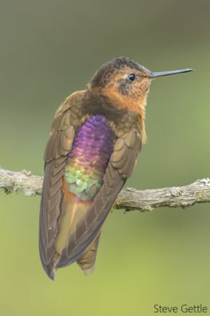 Ecuador Photo Tour Trip Report 2018 - Steve Gettle Nature Photography