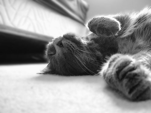 SLEEPY-SUNDAY-CAT-CUTE.jpg