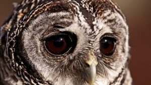 Sad-Owl-300x169.jpg