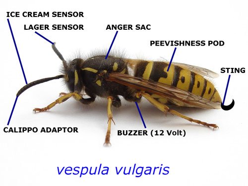Shitty-wasp.jpg