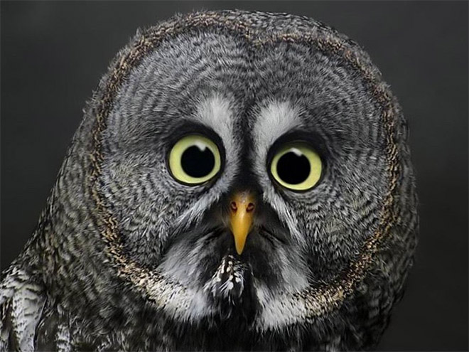 Shocked-Owl.jpg