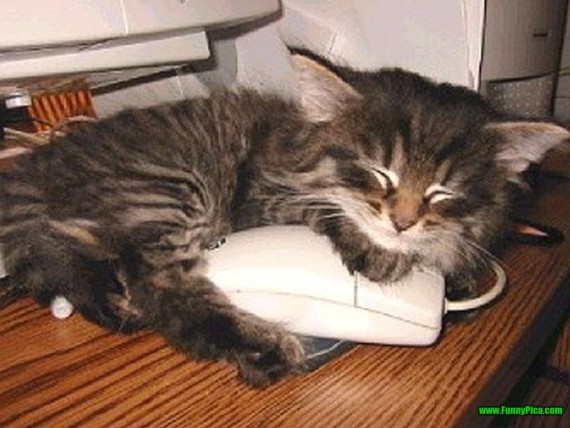 Sleeping-Animals-08-570x428.jpg